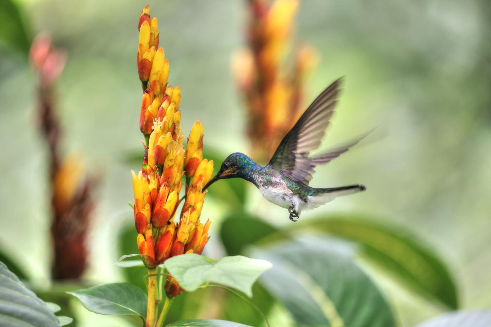 Hadco Experiences At Asa Wright Nature Centre Blanchisseuse Buitenkant foto