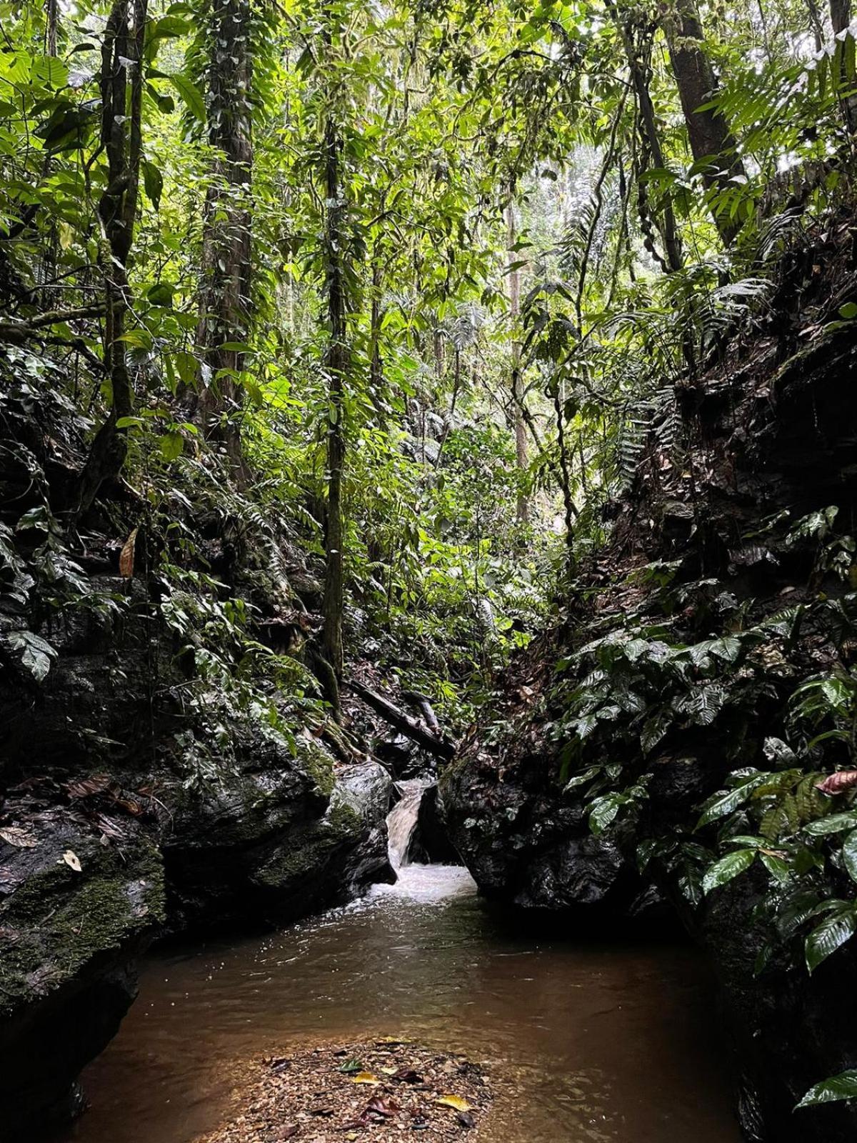 Hadco Experiences At Asa Wright Nature Centre Blanchisseuse Buitenkant foto